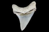Killer, Fossil Chubutensis Tooth - Aurora, North Carolina #176588-1